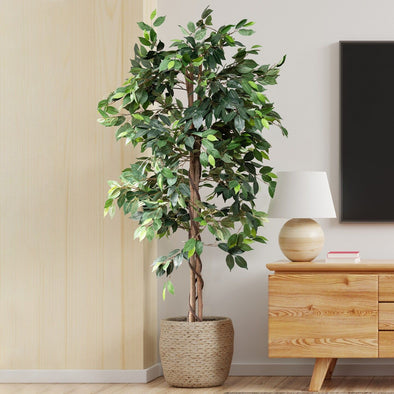 PLANTS