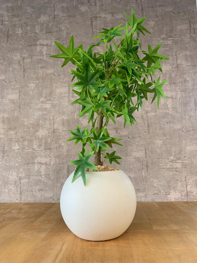 ACCENTS TREE-G0410