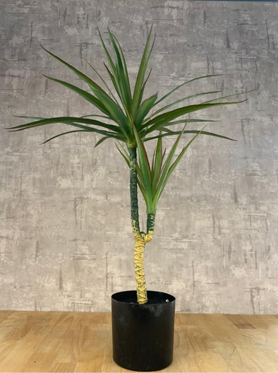 ACCENTS TREE-G0619