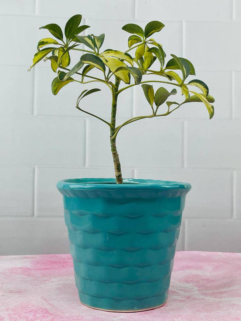 Accents H5" D3" Ceramic Plant Pot