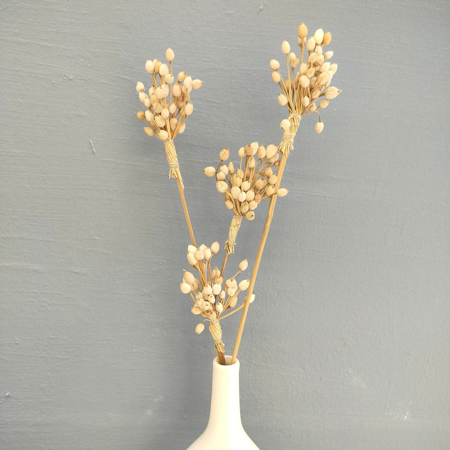 Accents DL0020 Corn Stem Dried Flowers/Home Decor