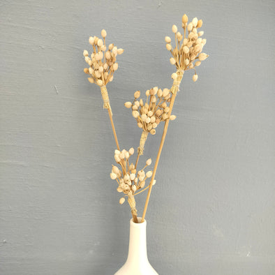 Accents DL0020 Corn Stem Dried Flowers/Home Decor