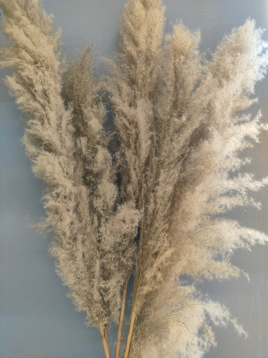 Accents Dried Pampas Grass