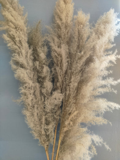 Accents Dried Pampas Grass