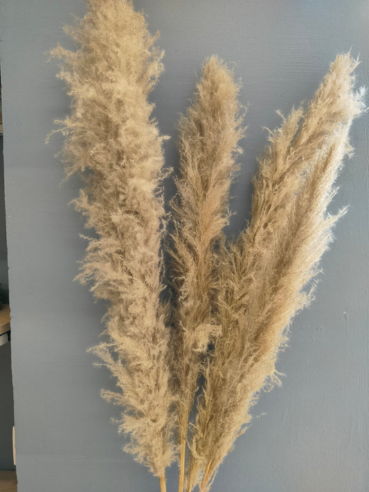 Accents Grey Pampas Grass