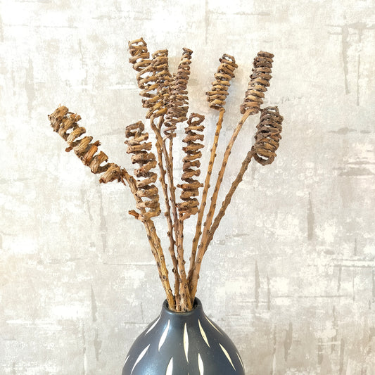 Accents Dried and preserved tail cylinder flowers