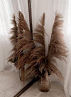 Accents Pampas Grass, Large Light Coloured, Dry Reeds plumes