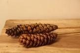 Accents Sugar Pine Cones