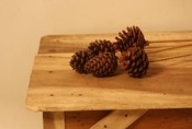 Accents Natural Pine