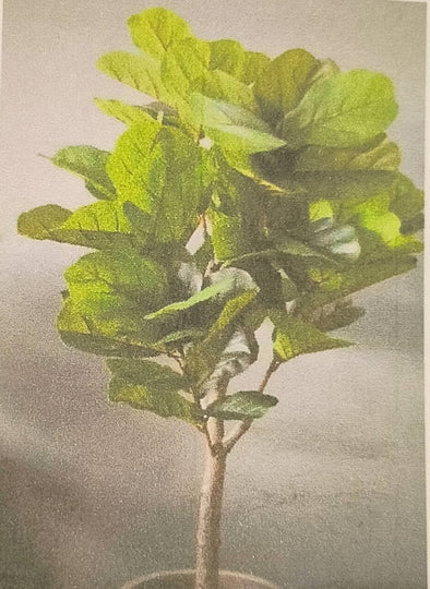 Accents Artificial Plant V5 (180CM)
