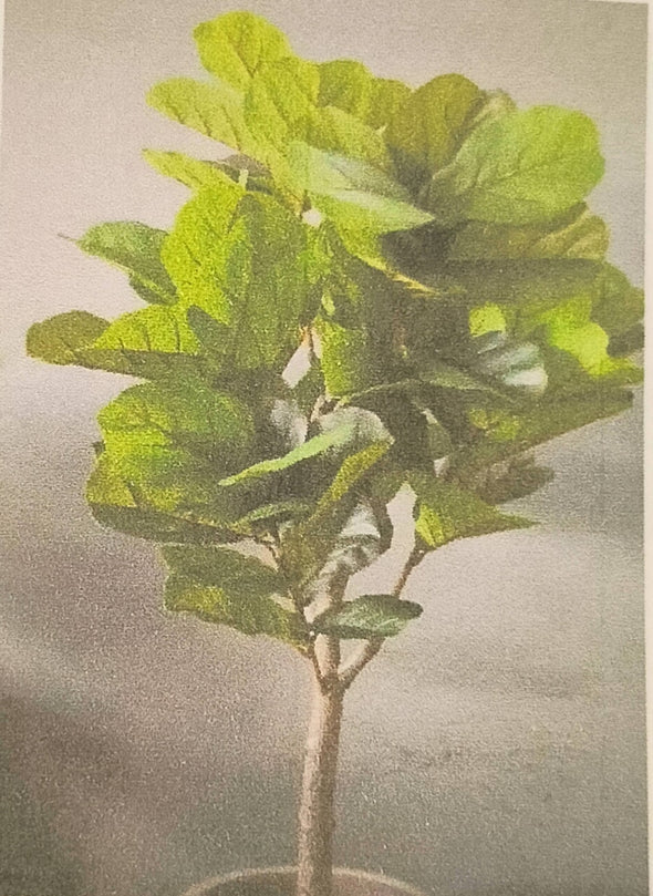 Accents Artificial Plant V5 (180CM)