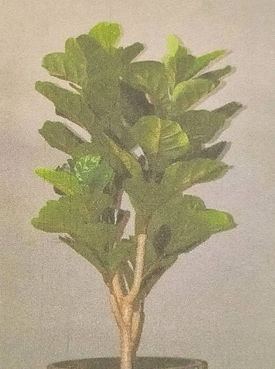 Accents Artificial Fiddle Leaves - V3  (145cm)