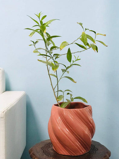 Accents - Ceramic Pot (H10'' D10'')