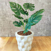 Accents Mini Monstera Artificial Plant Y8A (50cm)