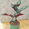 Accents Artificial Syngonium Plant Y2C (50cm)