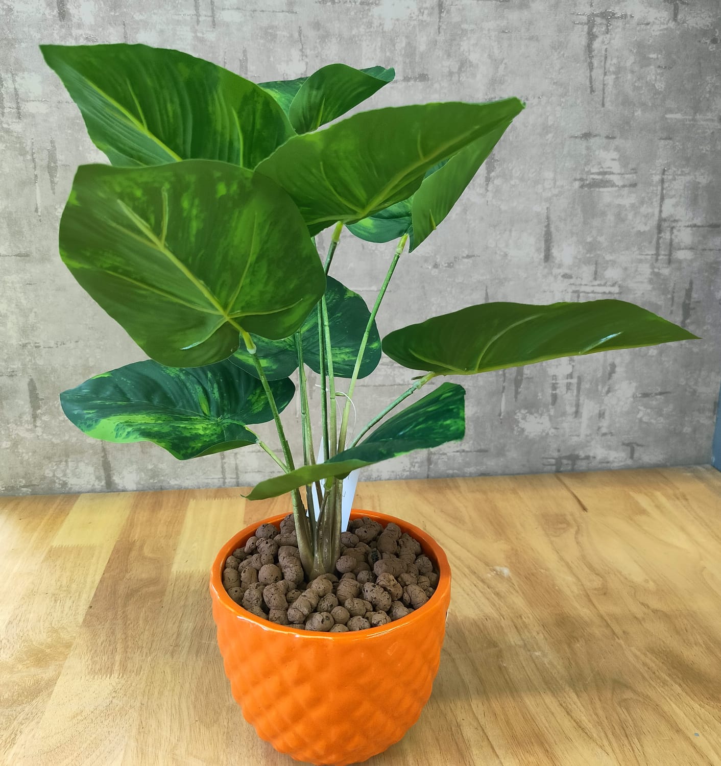 Accents Artificial Money Plant Y1 A (50cm)