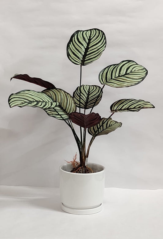 Accents Artificial Plant Y8B (50CM)