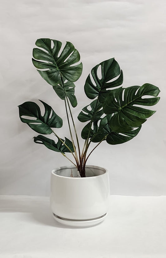 Accents Mini Monstera Artificial Plant Y8A (50cm)