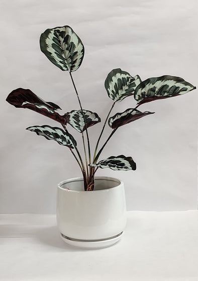 Accents Artificial Plant Y4B (50CM)