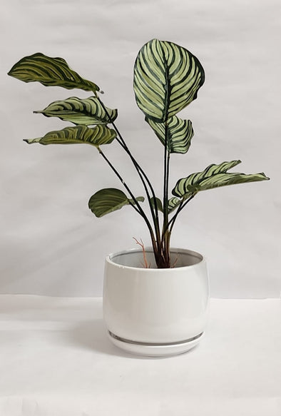 Accents Artificial Plant Y3C (50cm)