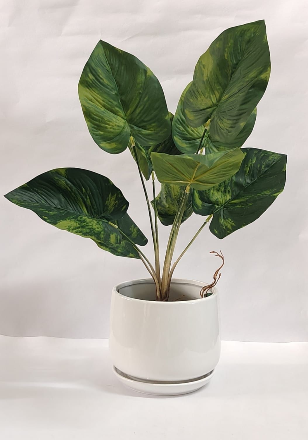 Accents Artificial Money Plant Y1 A (50cm)