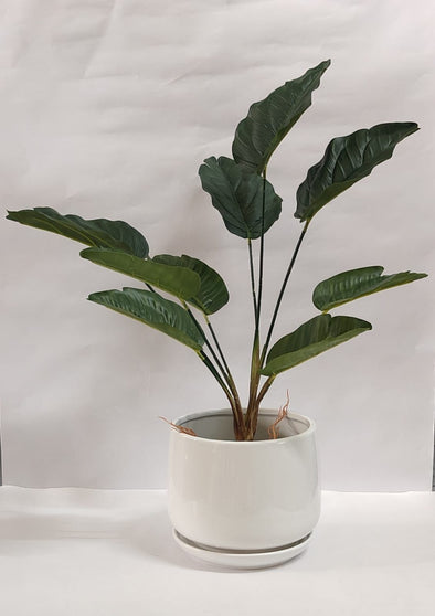 Accents Artificial Plant Y6B (50CM)