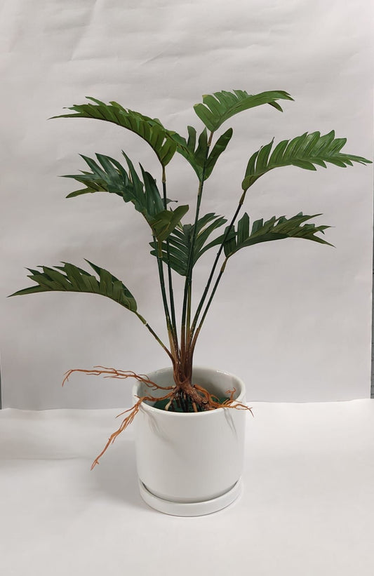 Accents Artificial Marantha Plant Y2B (50cm)