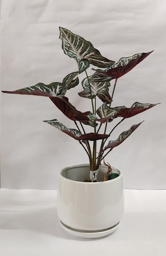 Accents Artificial Syngonium Plant Y2C (50cm)