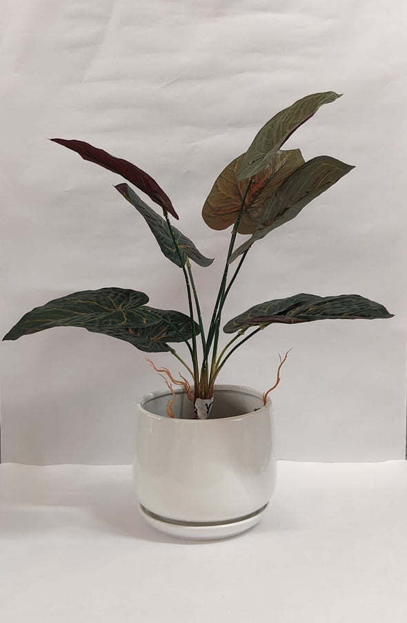 Accents Artificial Plant Y5B (50CM)