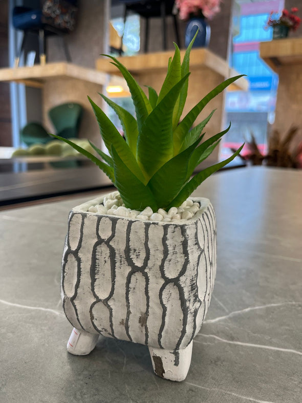 ACCENTS SHOW POTTED PLANT