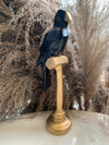 PARROT